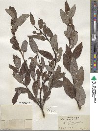 Salix discolor image