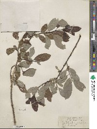 Salix discolor image