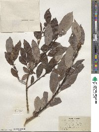 Salix discolor image