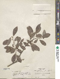 Salix discolor image