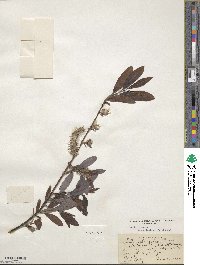 Salix discolor image