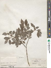 Salix discolor image