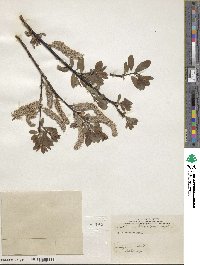 Salix discolor image