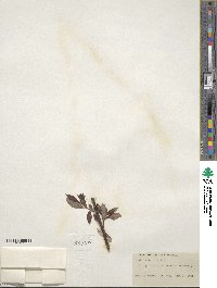 Salix discolor image