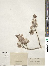 Salix discolor image