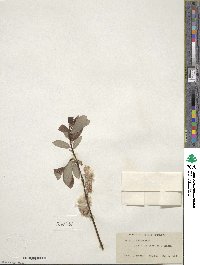 Salix discolor image