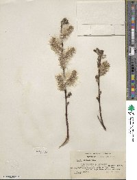 Salix discolor image