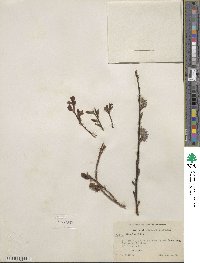 Salix discolor image