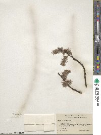 Salix discolor image