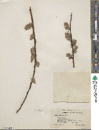 Salix discolor image