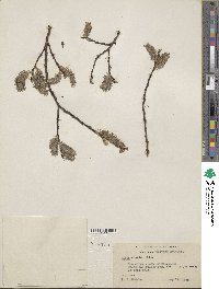 Salix discolor image