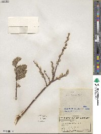 Salix discolor image