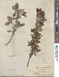 Salix discolor image