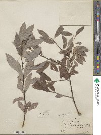 Salix discolor image