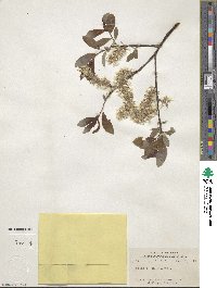 Salix discolor image