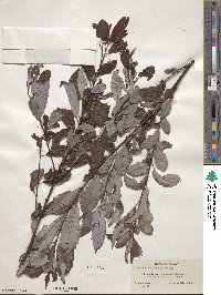 Salix discolor image