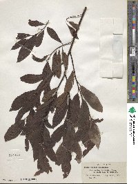 Salix discolor image