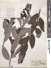 Salix discolor image