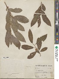 Salix discolor image