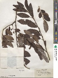 Salix discolor image