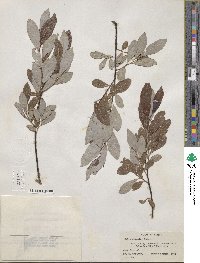 Salix discolor image