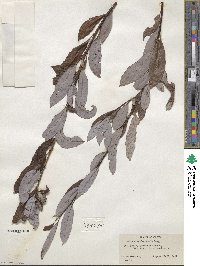 Salix discolor image