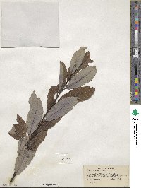 Salix discolor image