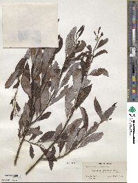 Salix discolor image