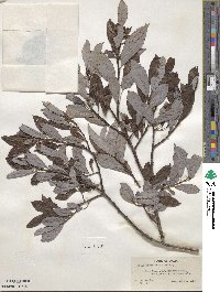 Salix discolor image