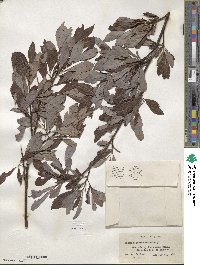 Salix discolor image