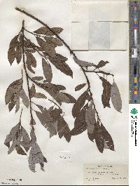 Salix discolor image