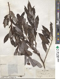 Salix discolor image