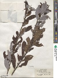 Salix discolor image