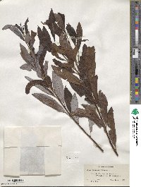 Salix discolor image