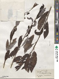 Salix discolor image