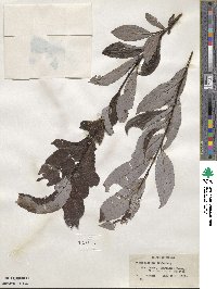 Salix discolor image