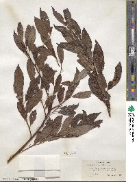 Salix discolor image