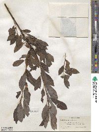 Salix discolor image