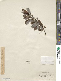 Salix discolor image