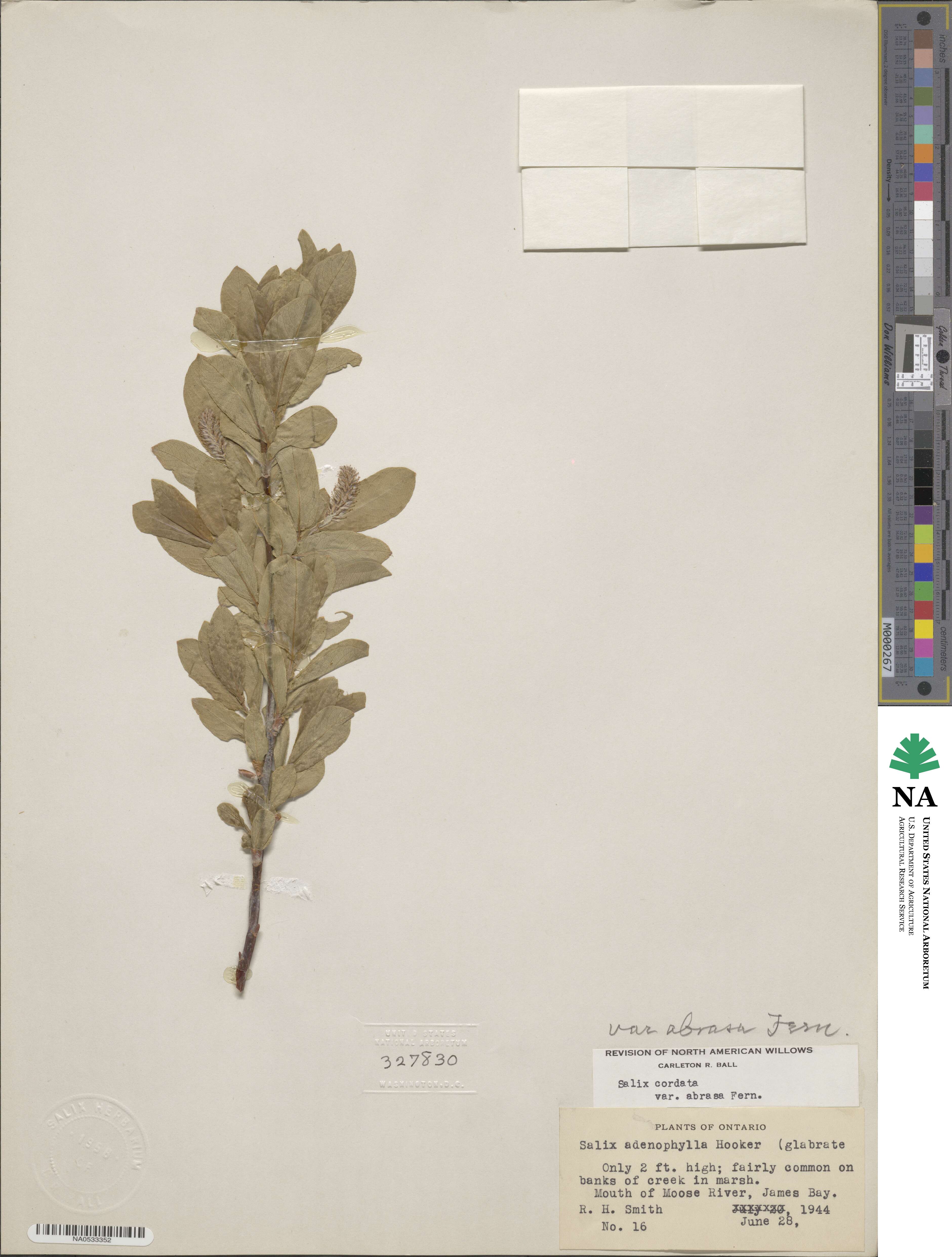 Salix cordata image