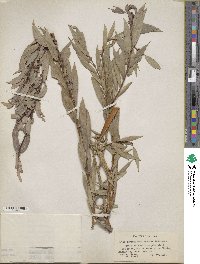 Salix cordata image