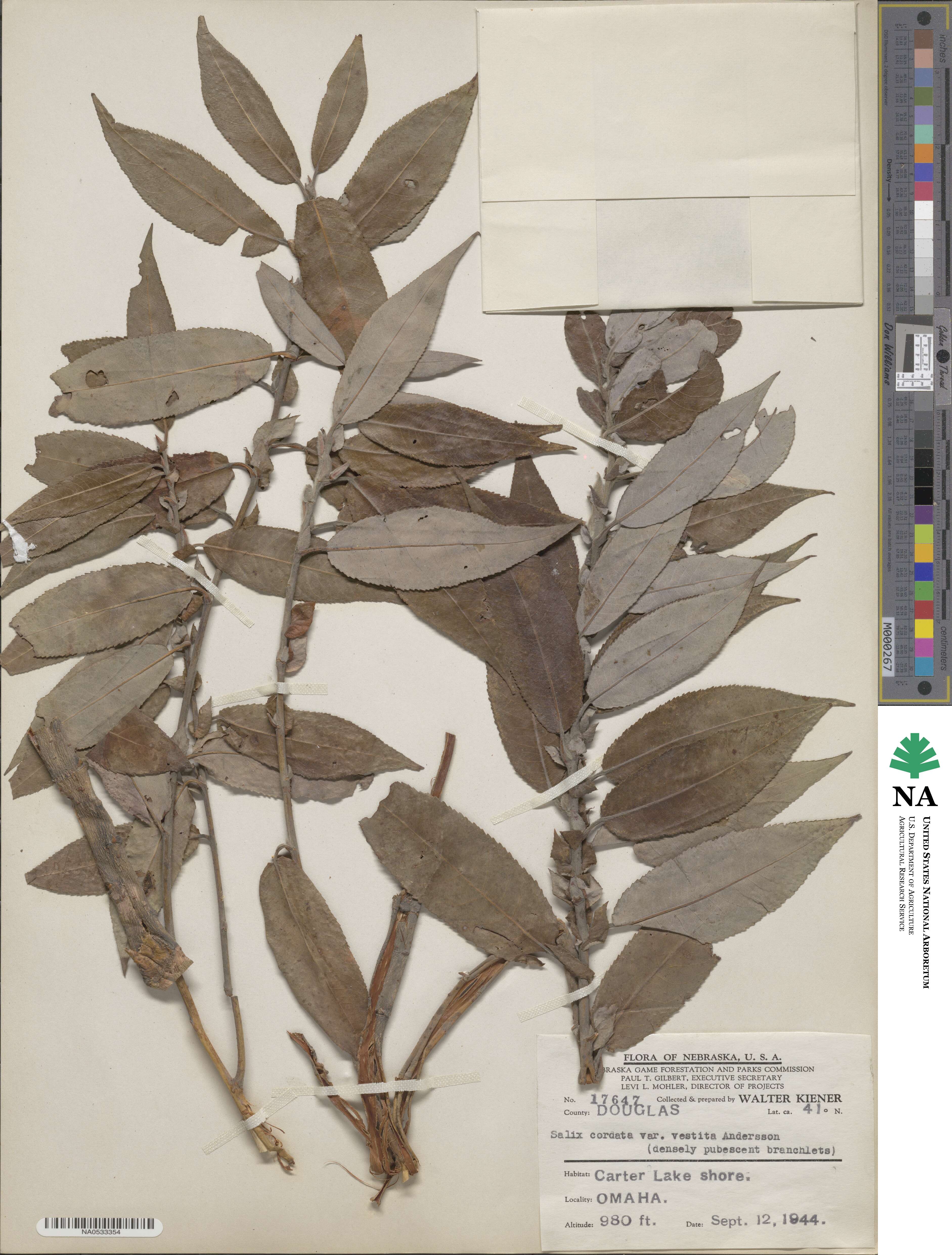 Salix cordata image