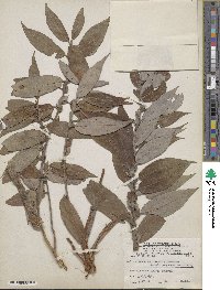 Salix cordata image