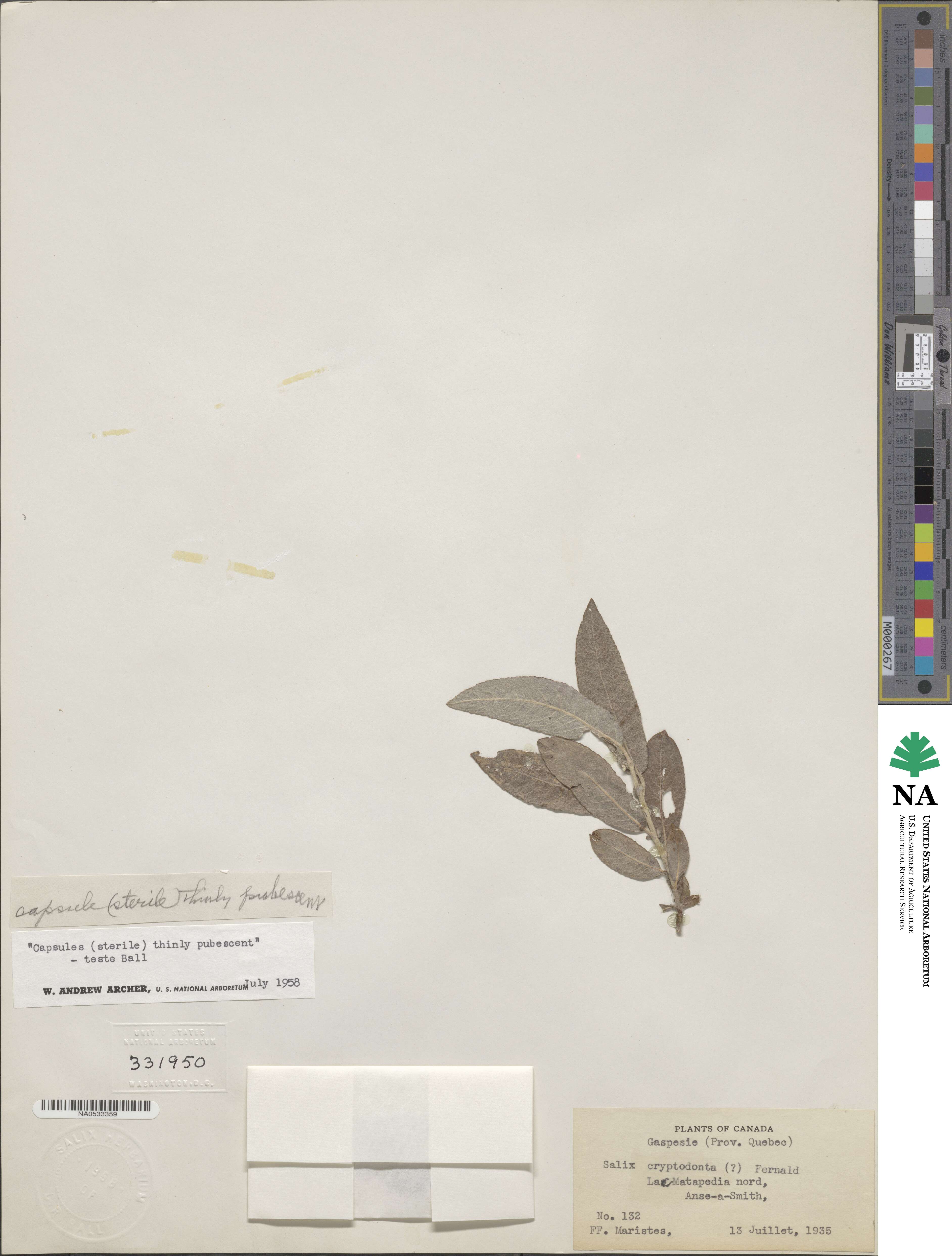 Salix ×cryptodonta image