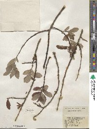 Salix discolor image