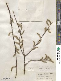 Salix discolor image