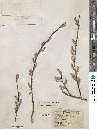 Salix discolor image