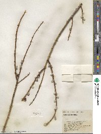 Salix discolor image