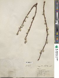 Salix discolor image