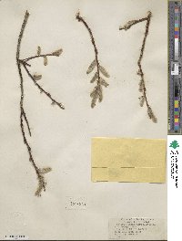 Salix discolor image